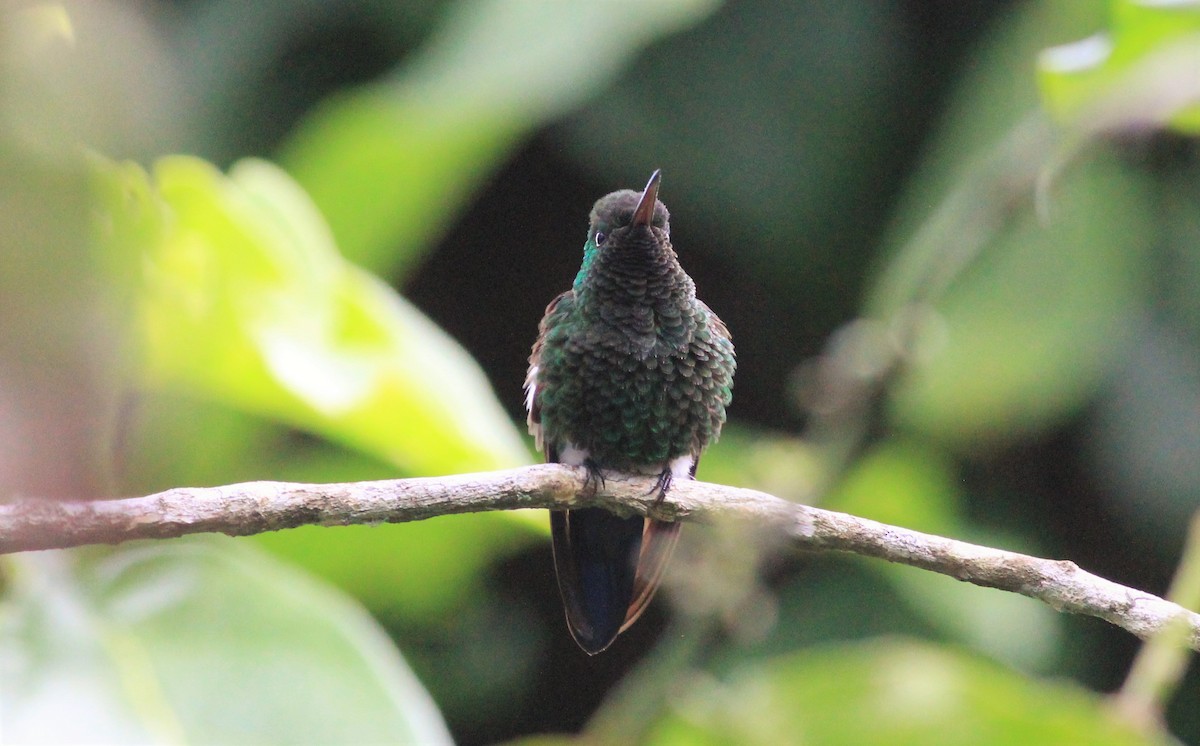 Blue-tailed Hummingbird - Eric Antonio Martinez
