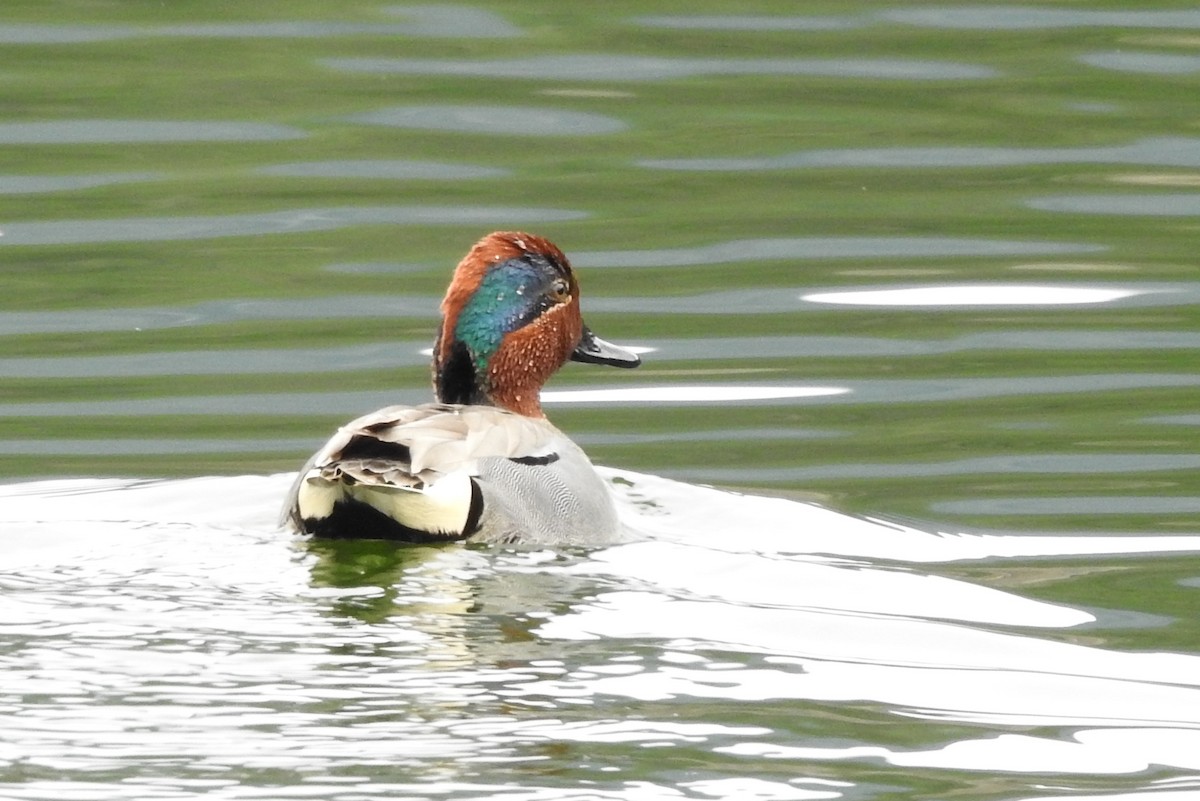 Green-winged Teal - ML318081461
