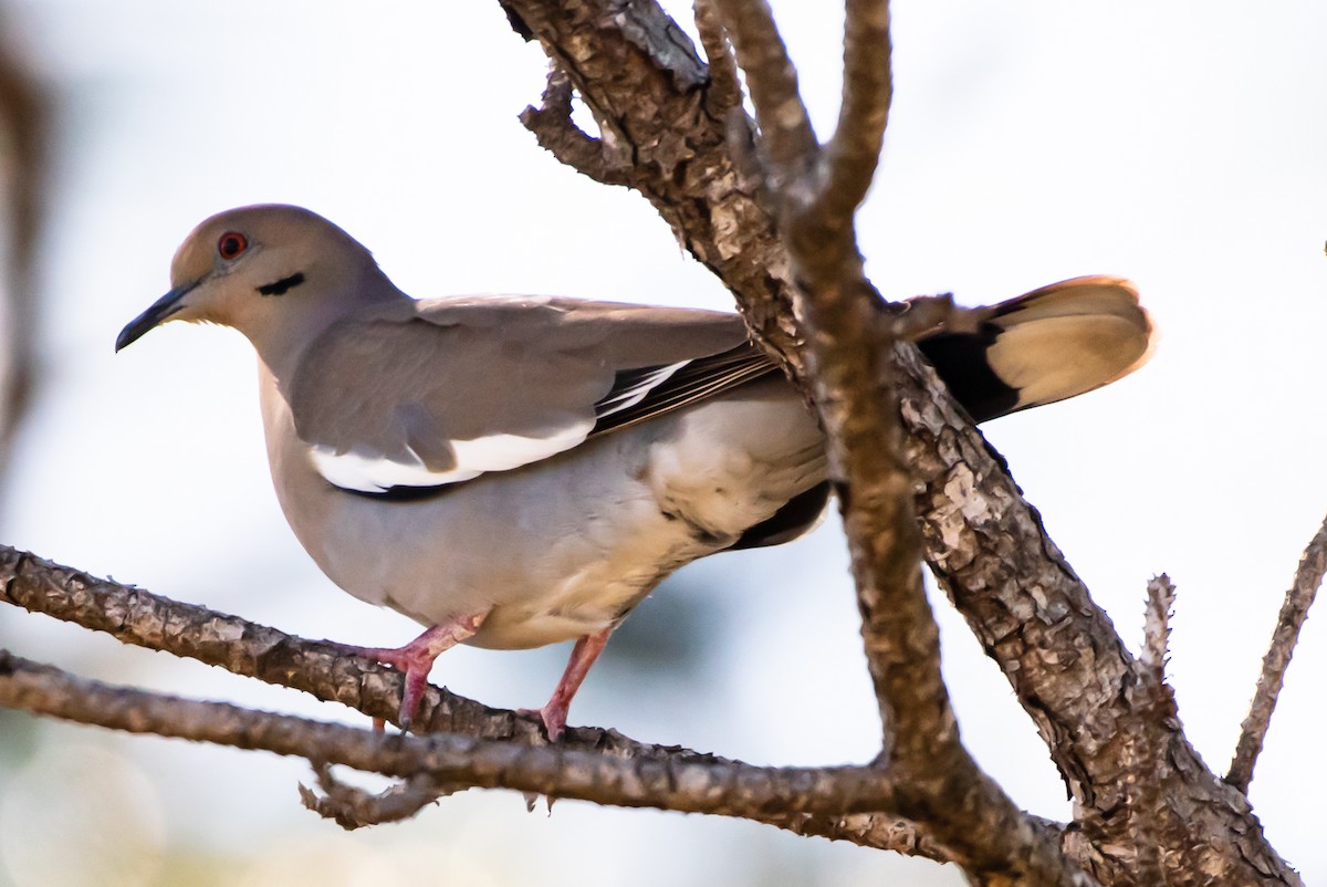 White-winged Dove - Robin Hagan