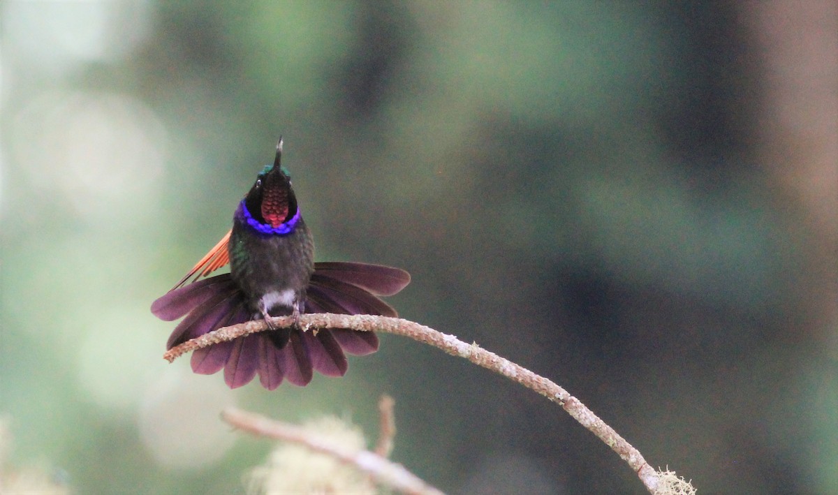 Garnet-throated Hummingbird - Eric Antonio Martinez