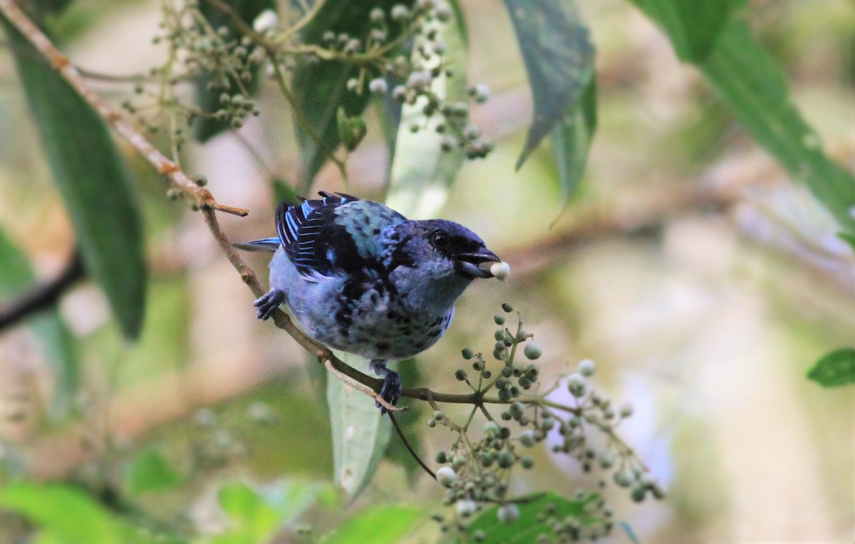 Azure-rumped Tanager - ML31809321