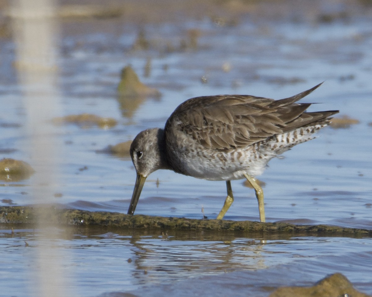 Long-billed Dowitcher - Larry Waddell
