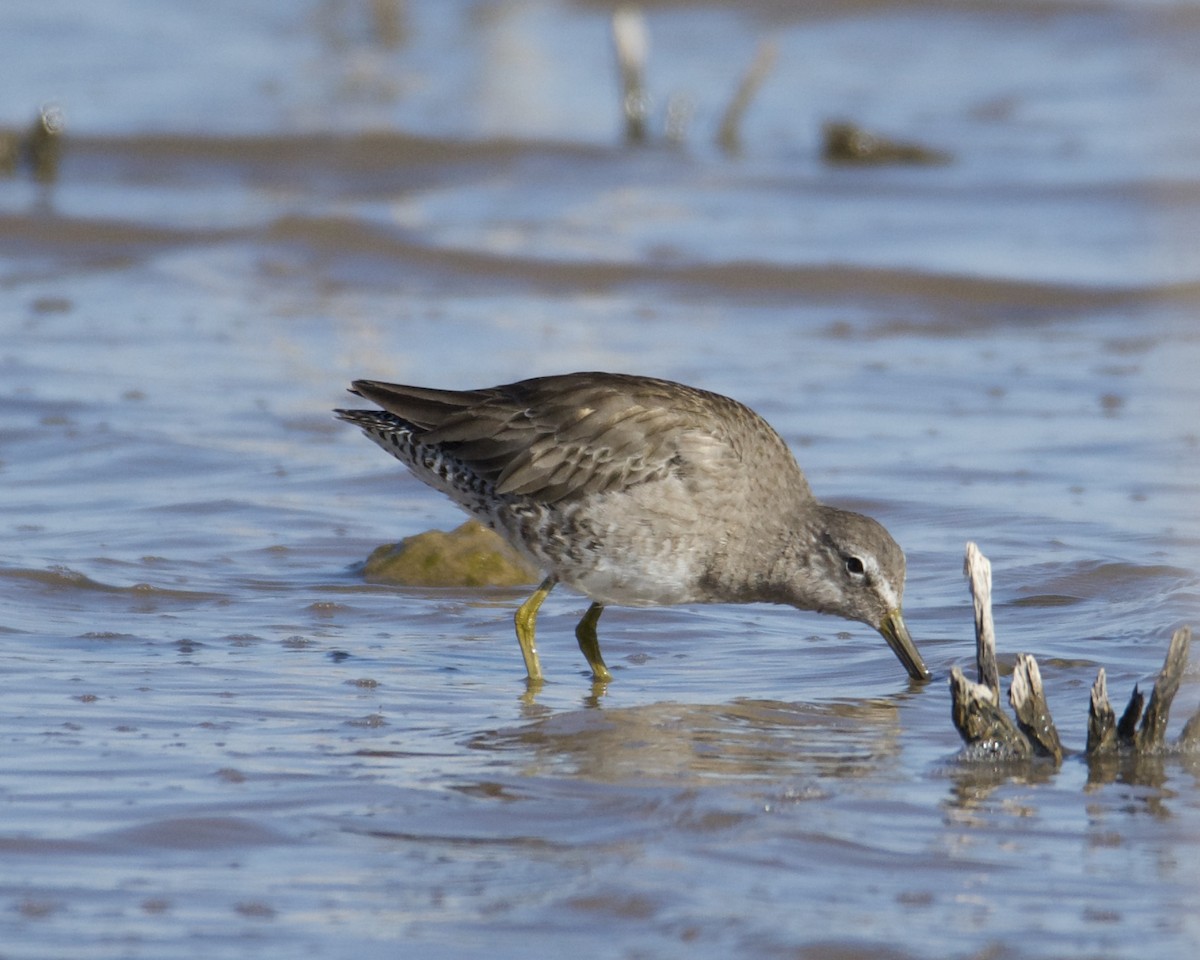 Long-billed Dowitcher - Larry Waddell