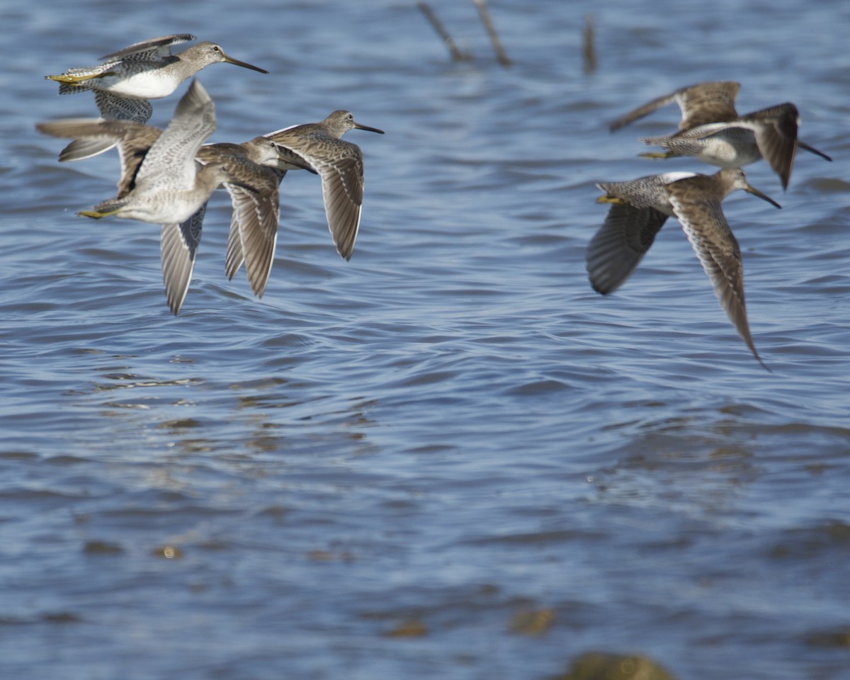 Long-billed Dowitcher - ML318099571