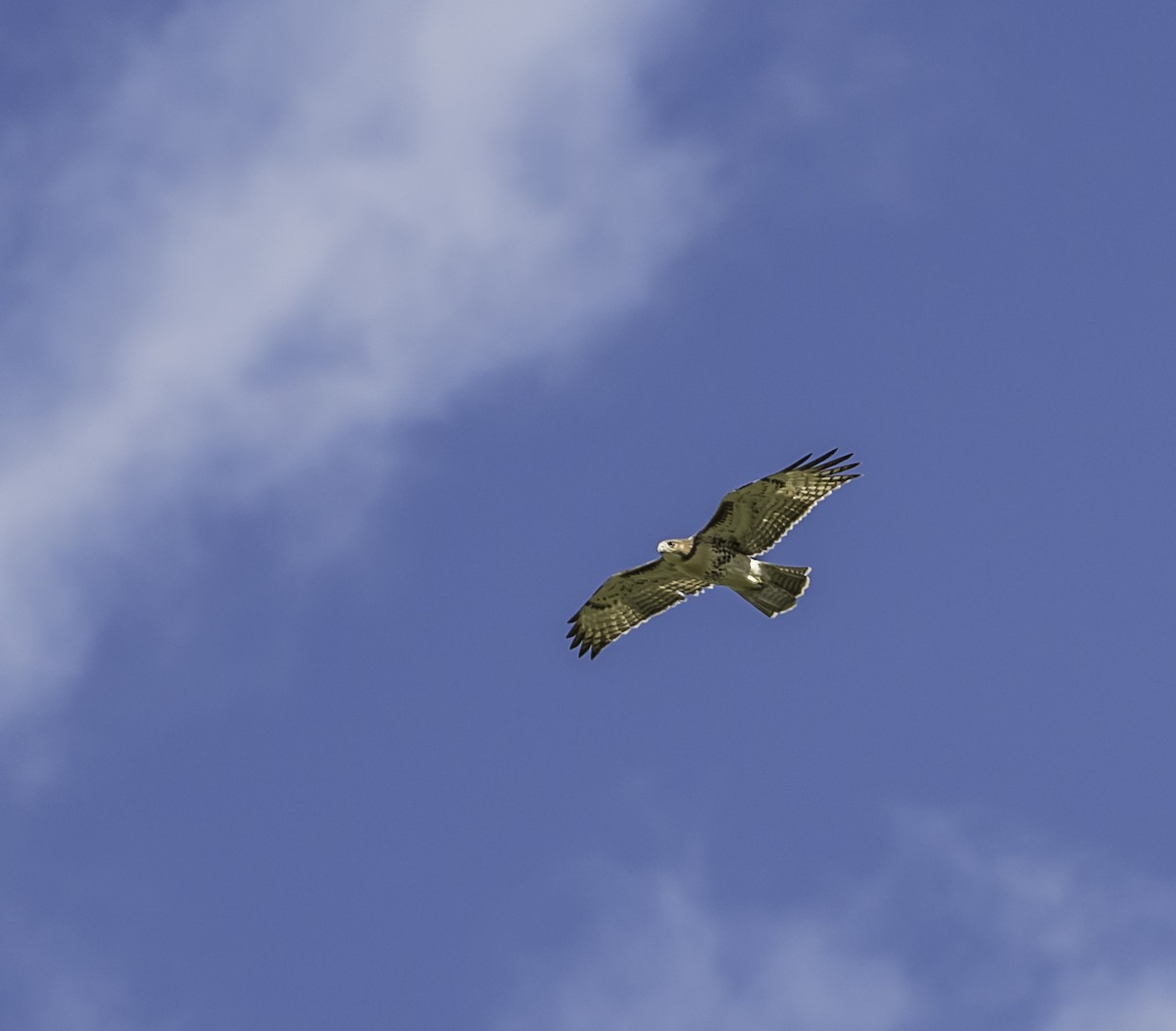 Red-tailed Hawk - ML31810211