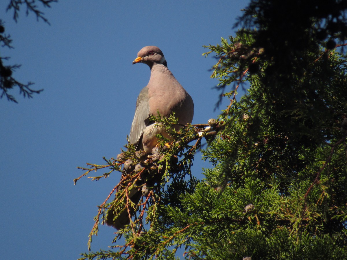 Band-tailed Pigeon - ML318102611