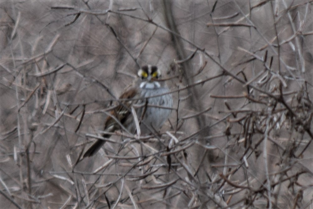 White-throated Sparrow - ML318105381