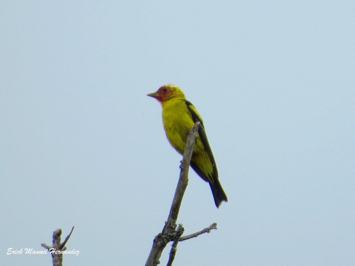 Western Tanager - ML318106381