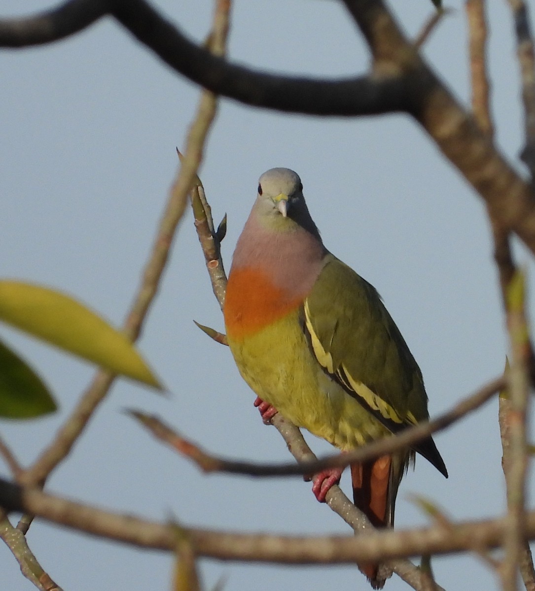 Pink-necked Green-Pigeon - ML318106421