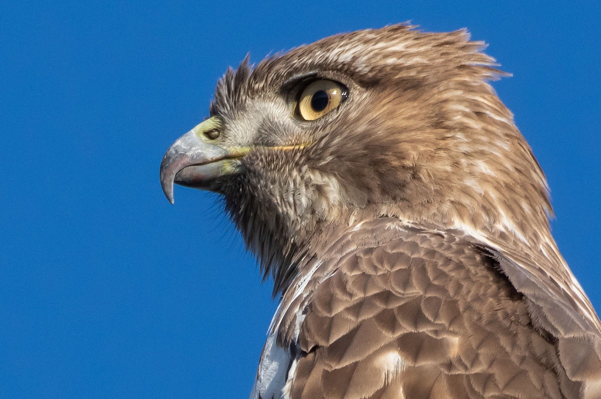 Red-tailed Hawk - ML318113981