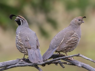 California Quail (Callipepla californica)