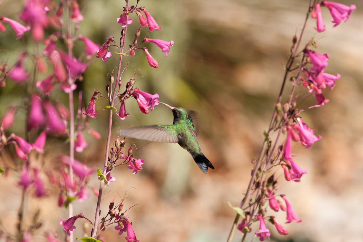 Broad-billed Hummingbird - Jessie Barry