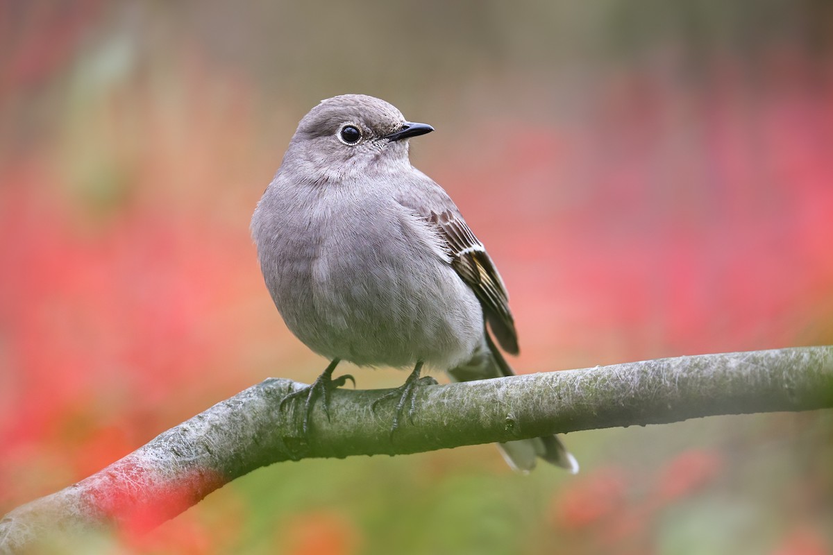 Townsend's Solitaire - ML318123731