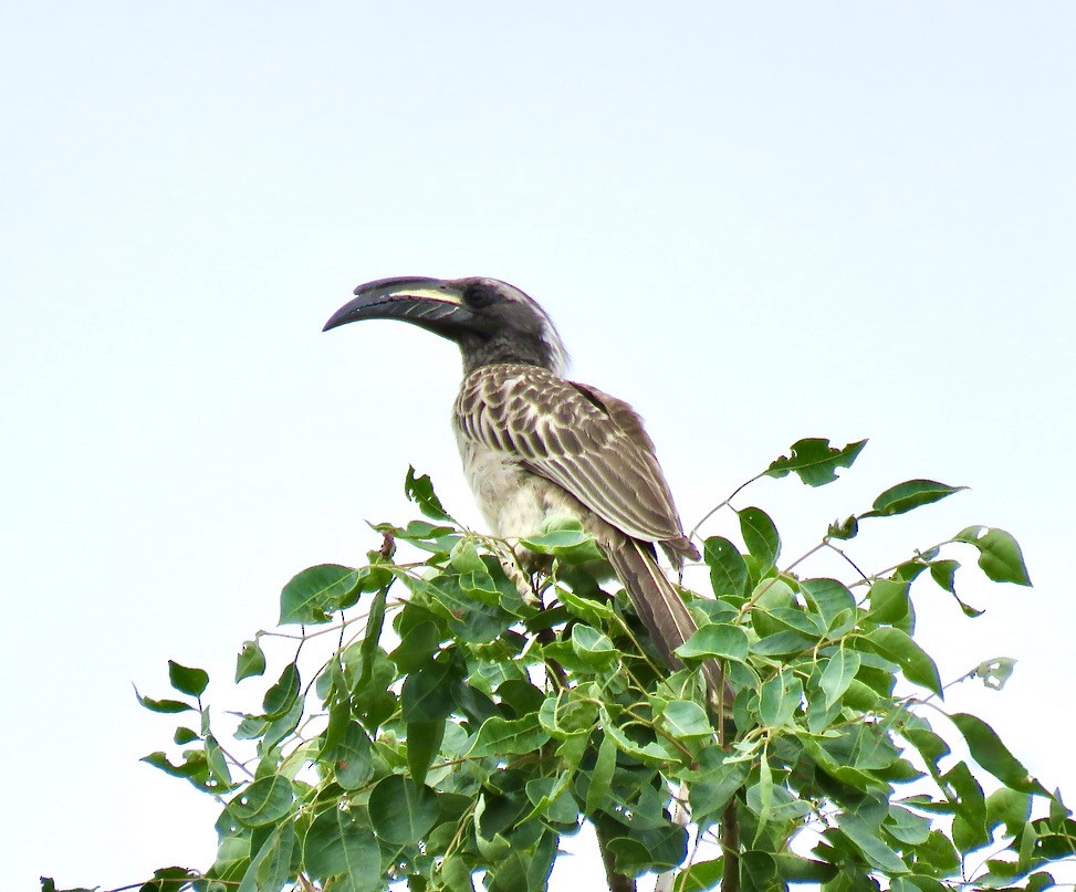 African Gray Hornbill - ML318128221
