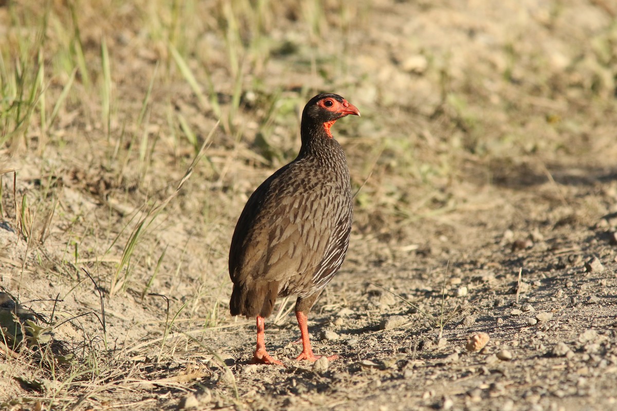 Red-necked Spurfowl (Southern) - ML318130031