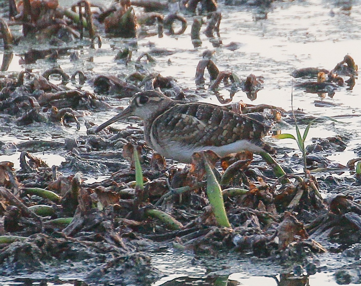 Greater Painted-Snipe - ML318130651