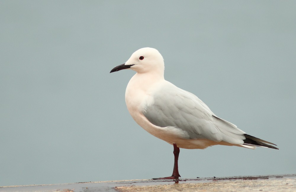 Slender-billed Gull - Spyros Skareas