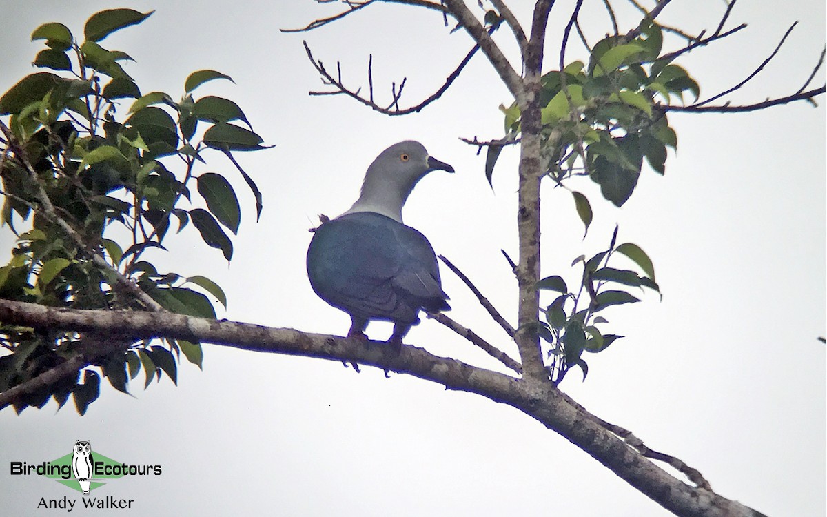 Geelvink Imperial-Pigeon - Andy Walker - Birding Ecotours