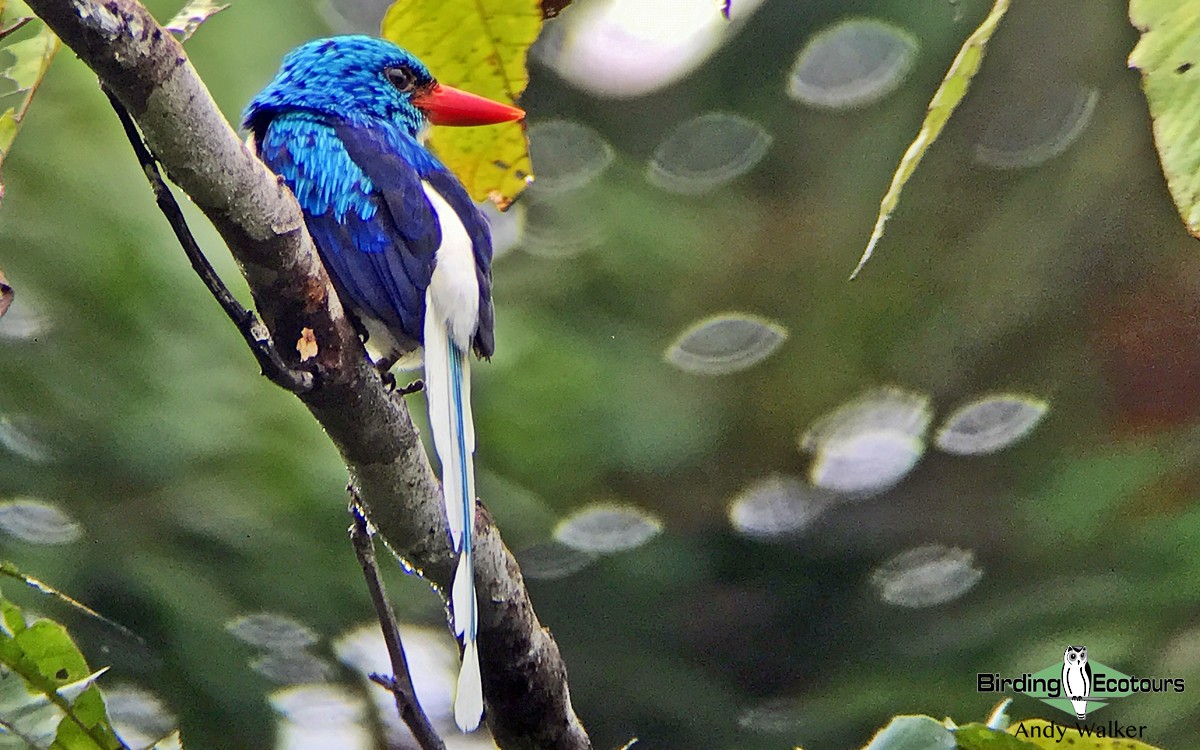 Biak Paradise-Kingfisher - Andy Walker - Birding Ecotours
