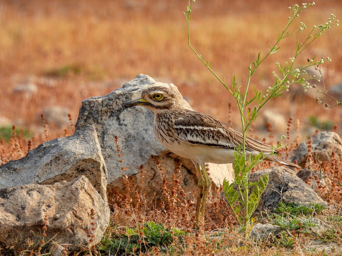 Indian Thick-knee - ML318135751