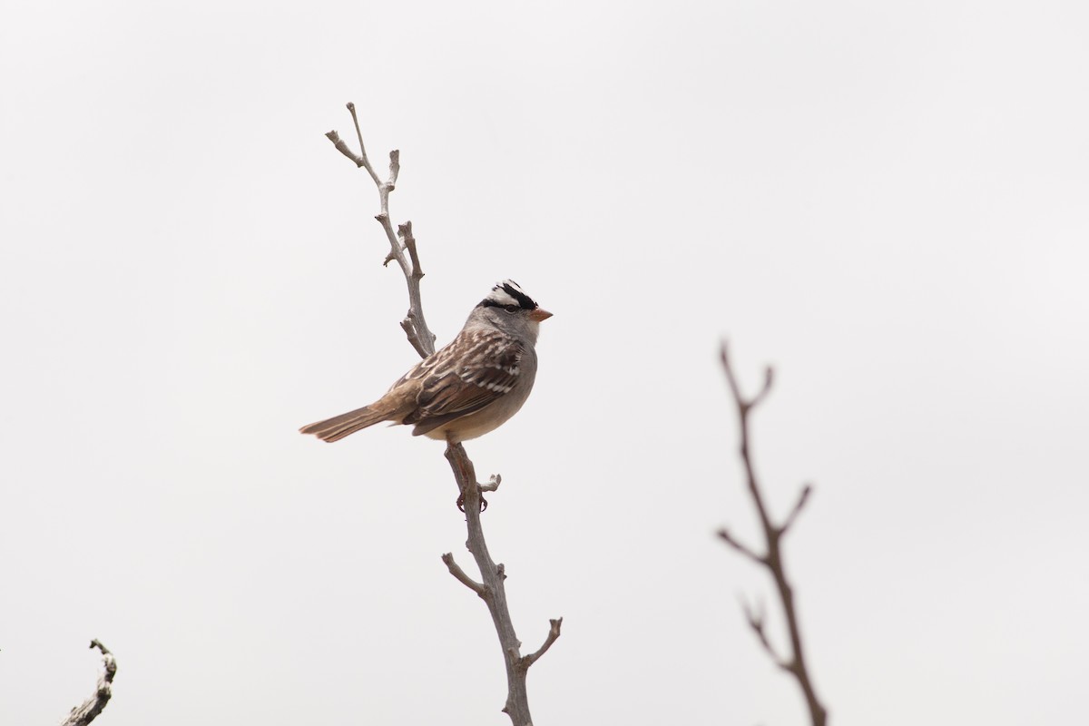 White-crowned Sparrow - ML31813701