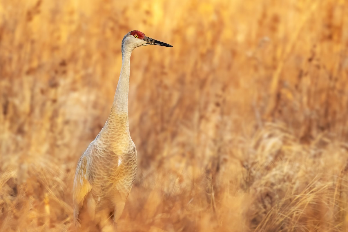 Sandhill Crane - Brad Imhoff