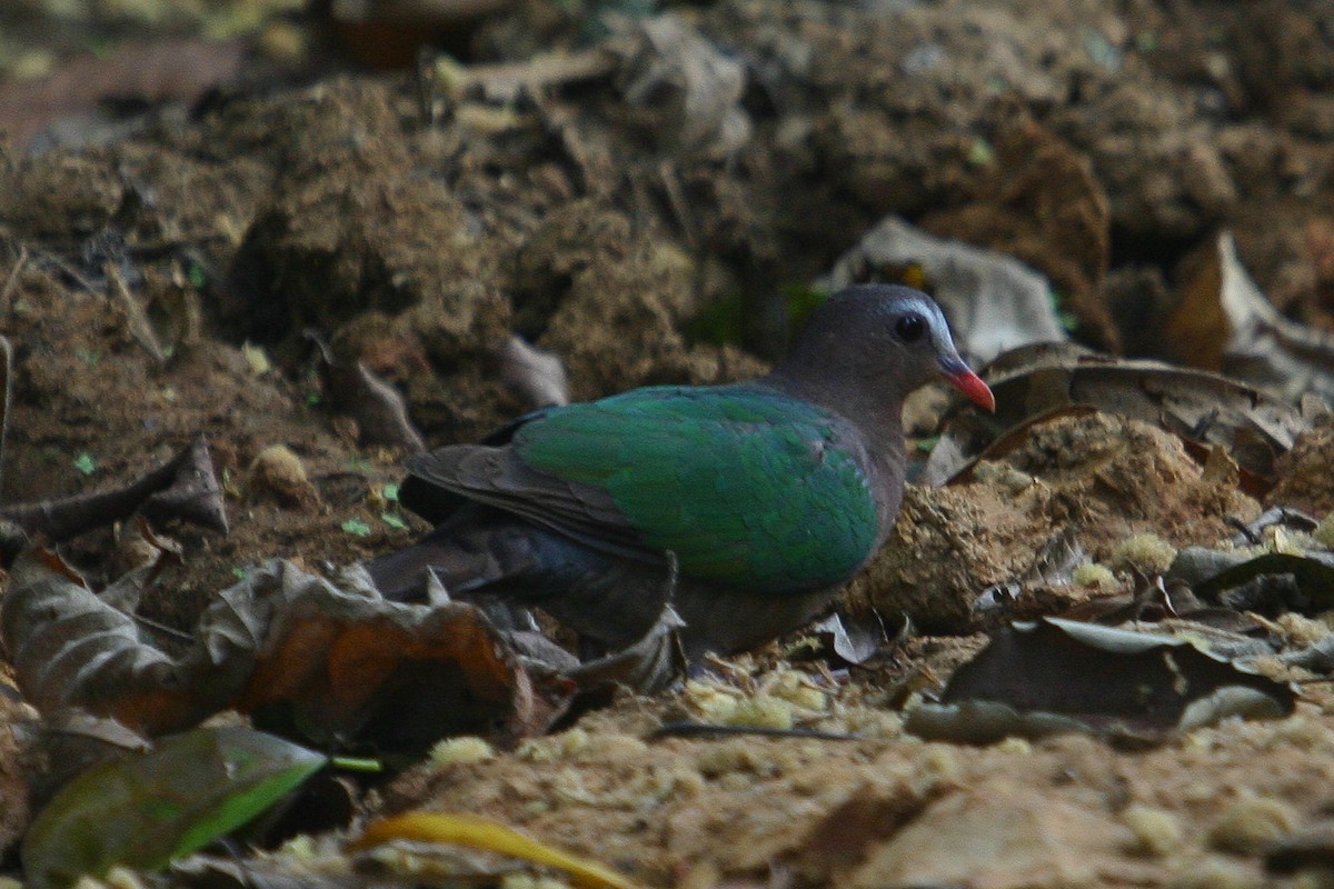 Голуб-зеленокрил індійський - ML31814341