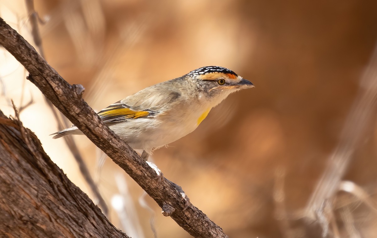 Red-browed Pardalote - David Ongley
