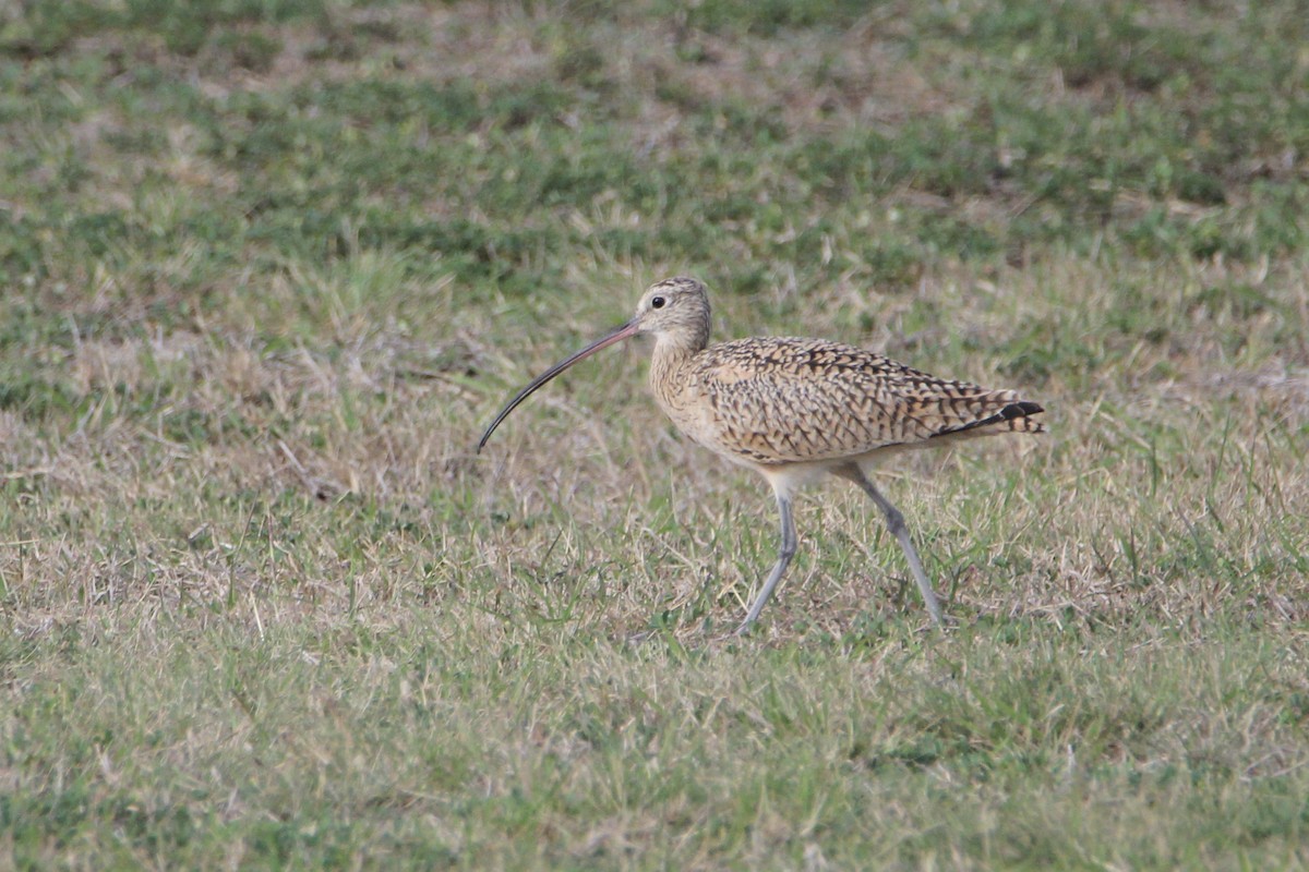 Long-billed Curlew - Bobby Walz