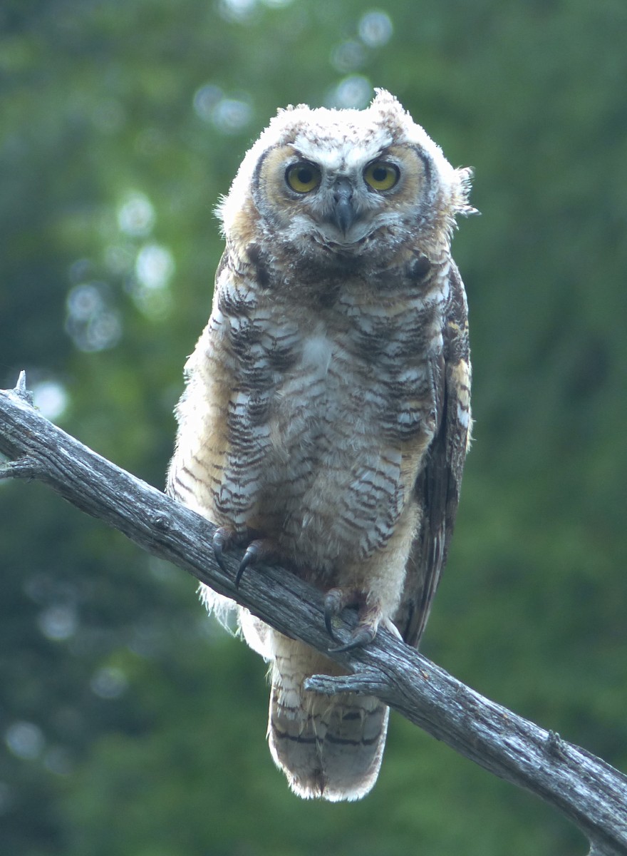 Great Horned Owl - Alain Sylvain