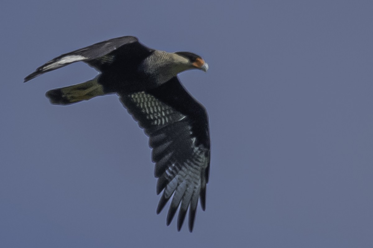 Crested Caracara (Southern) - ML318160021