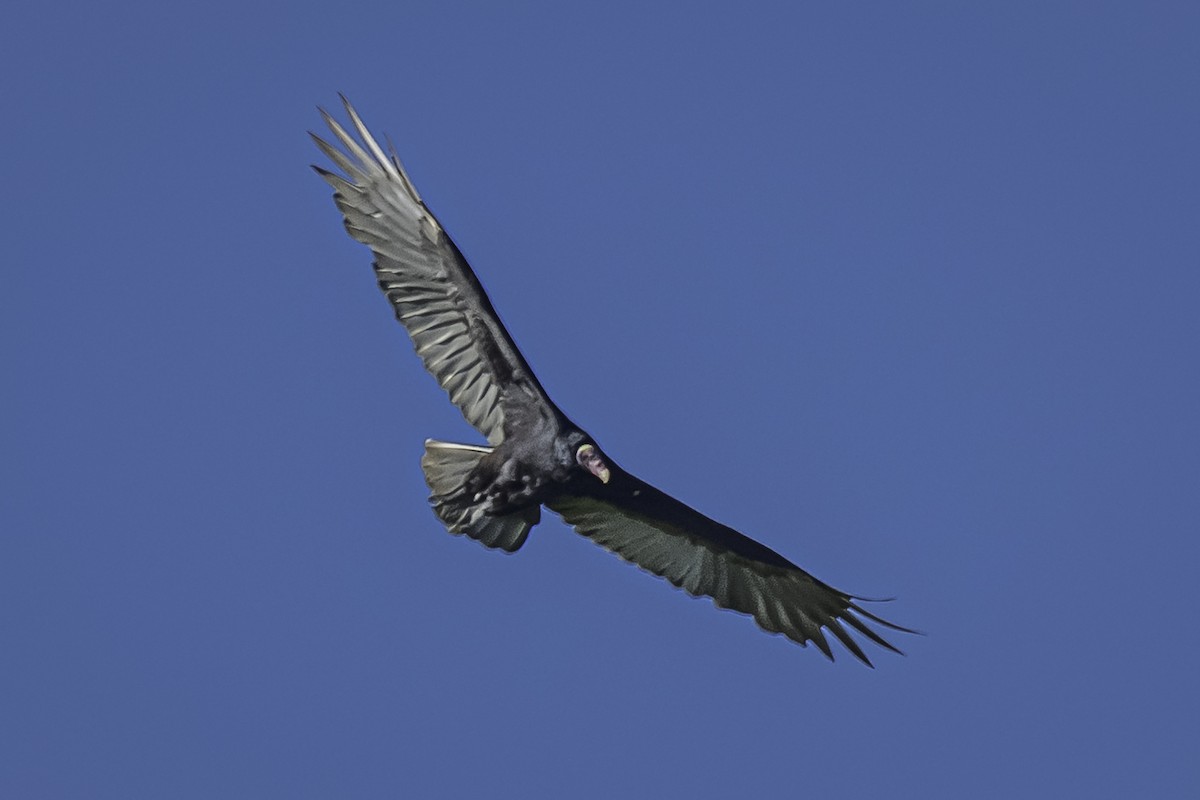 Turkey Vulture - ML318160041