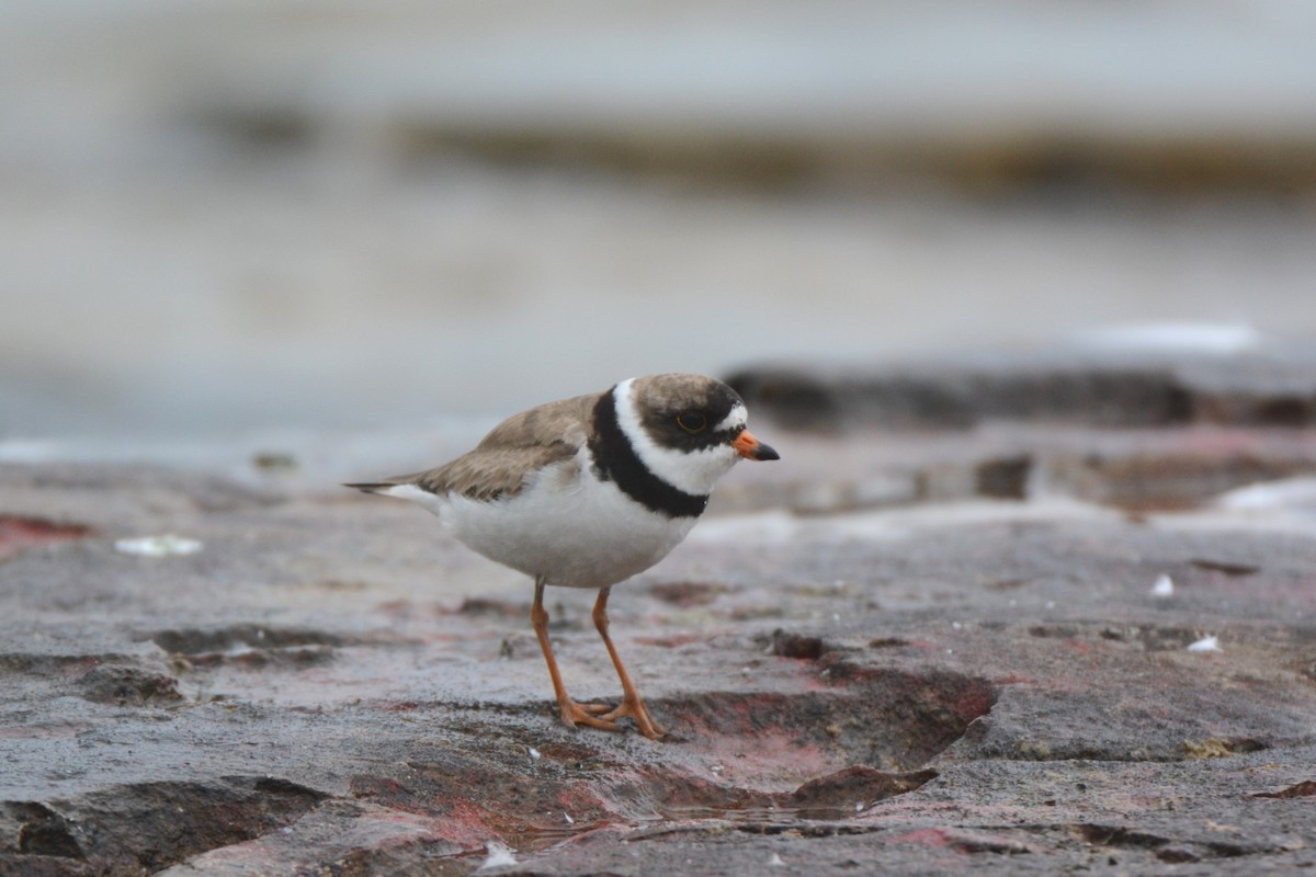 Semipalmated Plover - Bob & Anne-Marie Taylor