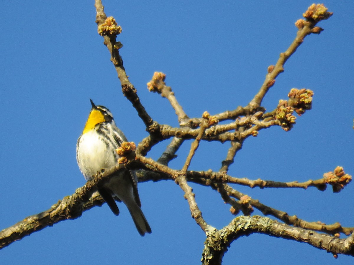 Yellow-throated Warbler - ML318173821
