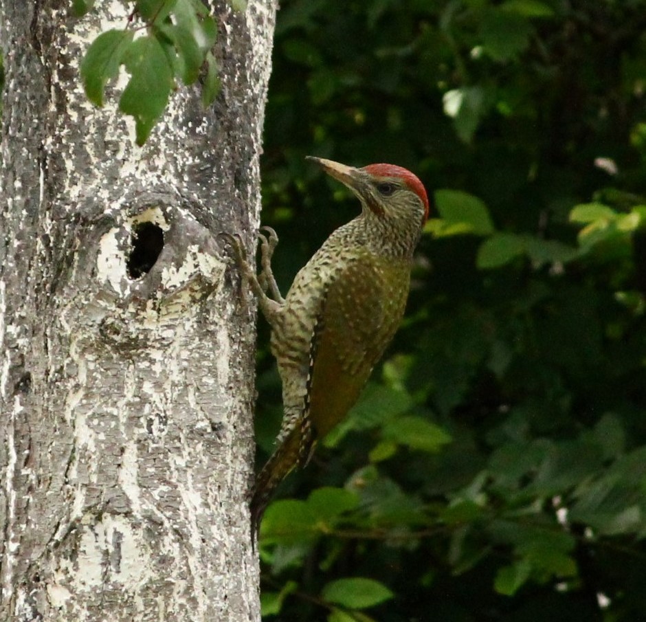 Eurasian Green Woodpecker - Dijana  Serhatlic