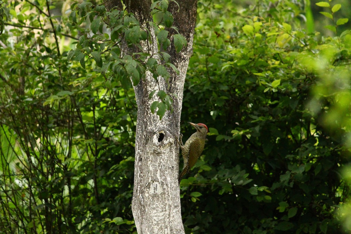 Eurasian Green Woodpecker - ML31817671