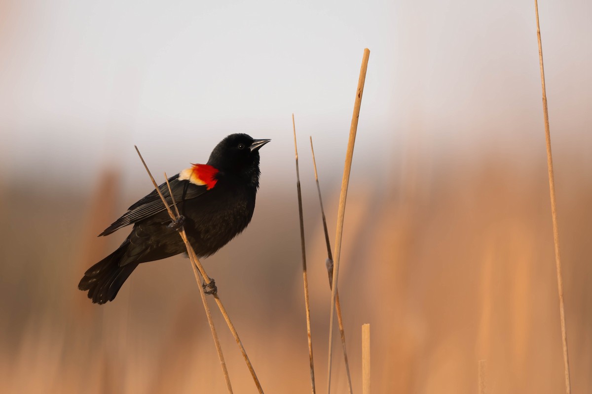 Red-winged Blackbird - ML318177231