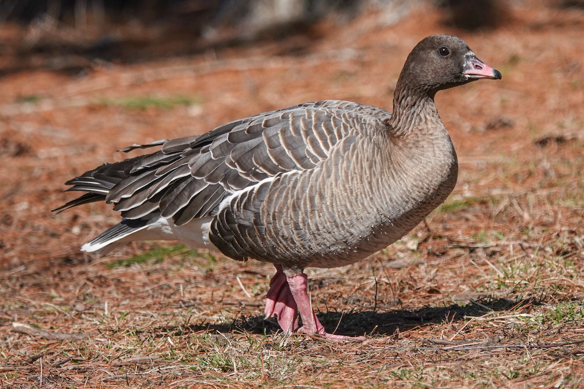 Pink-footed Goose - Wayne Klockner