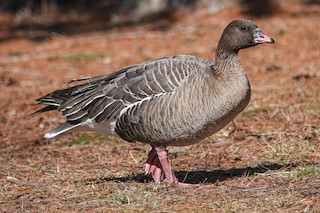 Pink-footed Goose, ML318179821