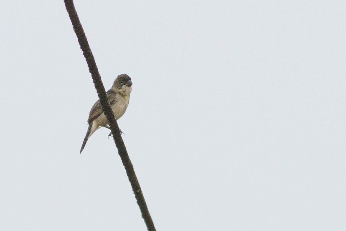 Wing-barred Seedeater - ML318182181