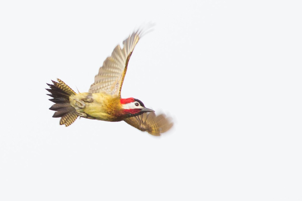 Spot-breasted Woodpecker - ML318182581