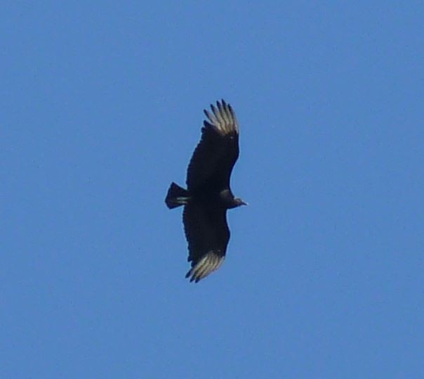 Black Vulture - ML318182791