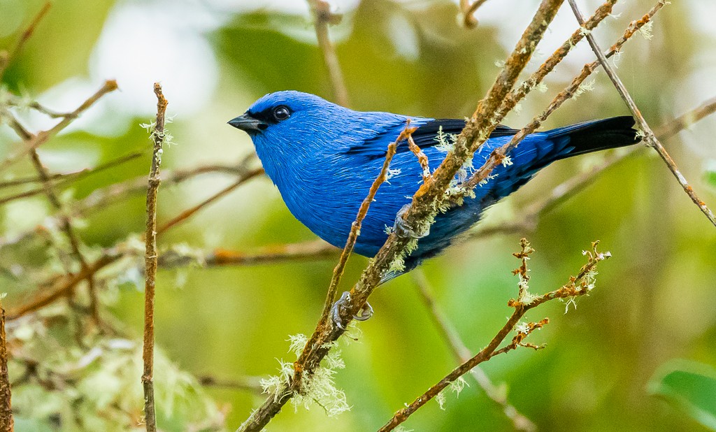 Blue-and-black Tanager - ML318182941