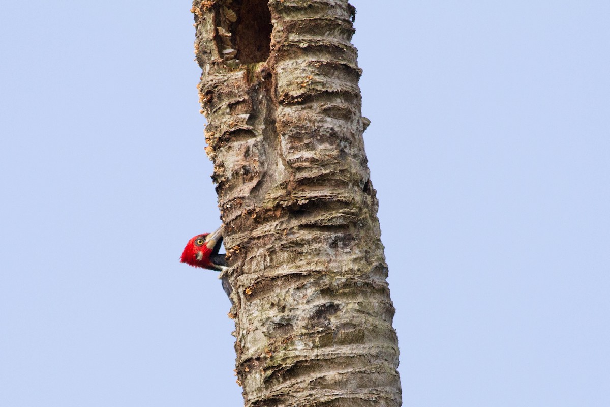 Crimson-crested Woodpecker - ML318184371
