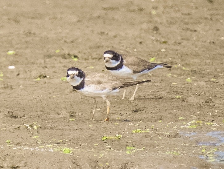 Semipalmated Plover - Brian Tinker