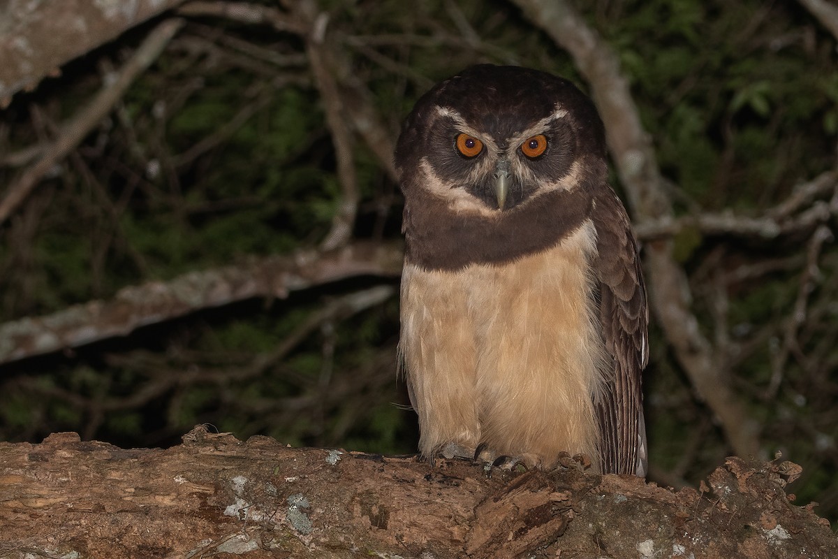 Spectacled Owl - Pablo Re