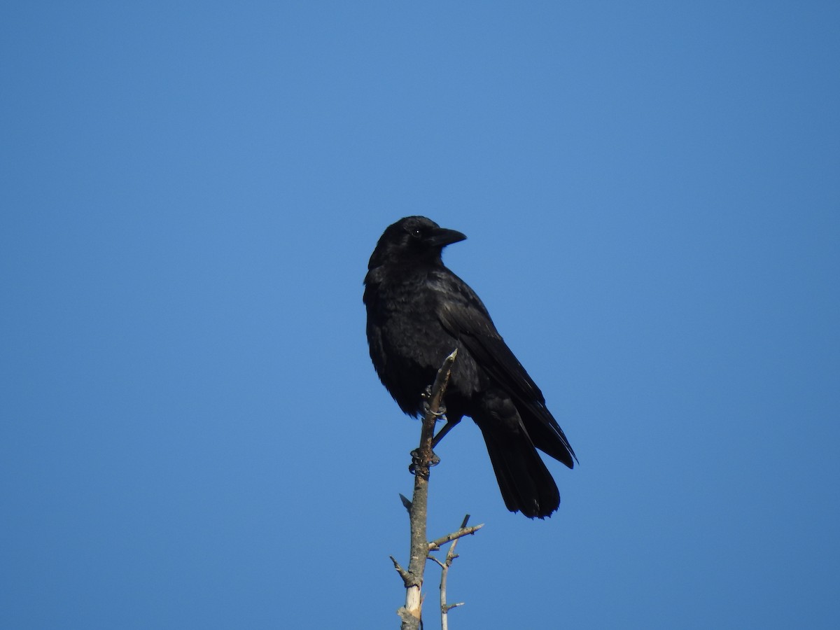 American Crow - ML318201971