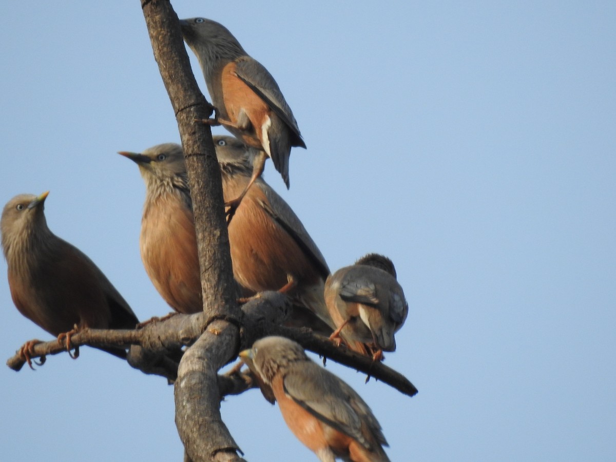 Chestnut-tailed Starling - ML318202181