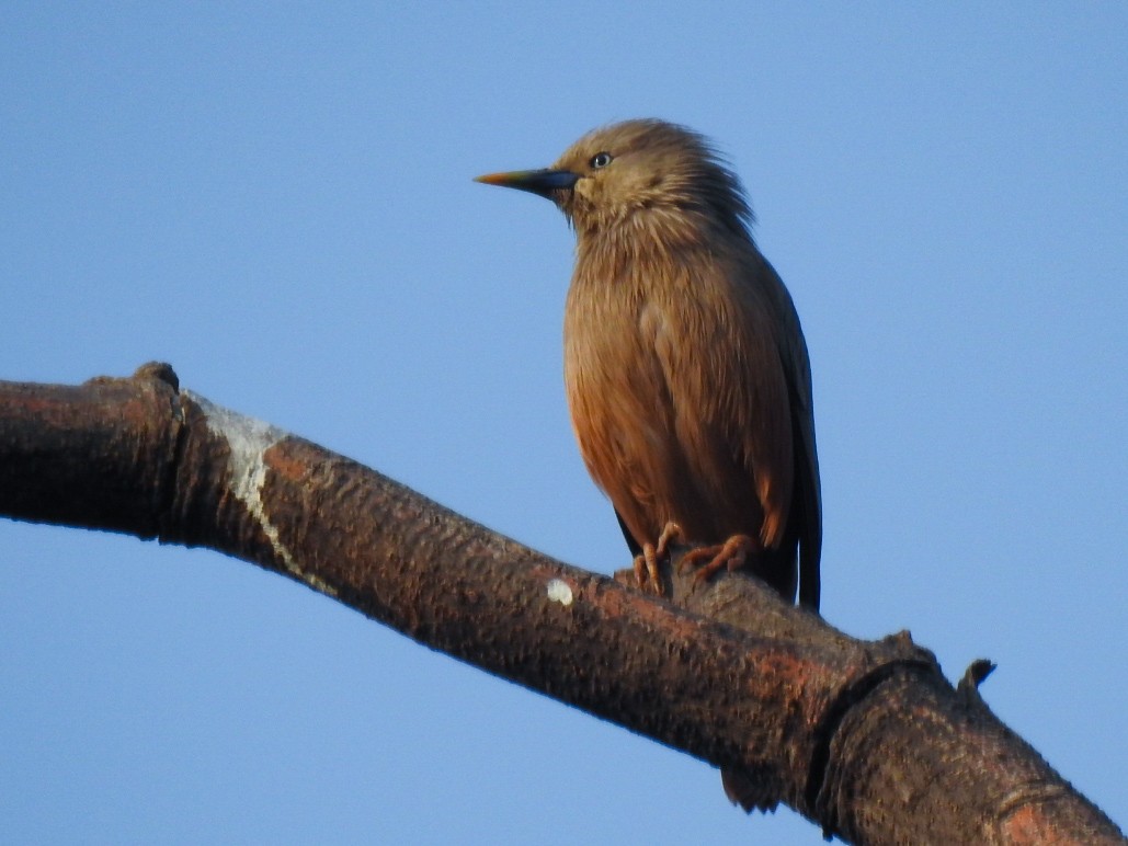 Chestnut-tailed Starling - ML318202231
