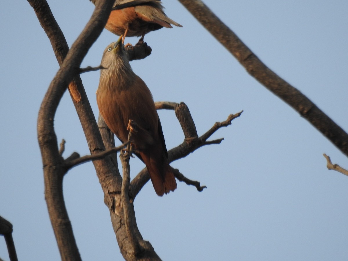Chestnut-tailed Starling - ML318202281